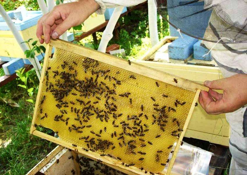 Пчеловодство для начинающих. Пчеловодство для начинающих пчеловодов. Пасека домашних условиях. Пасека для начинающих пчеловодов.