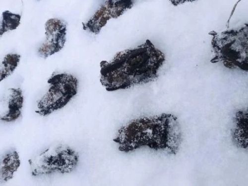 У Тернополі замерзлі кажани лежать на дорозі